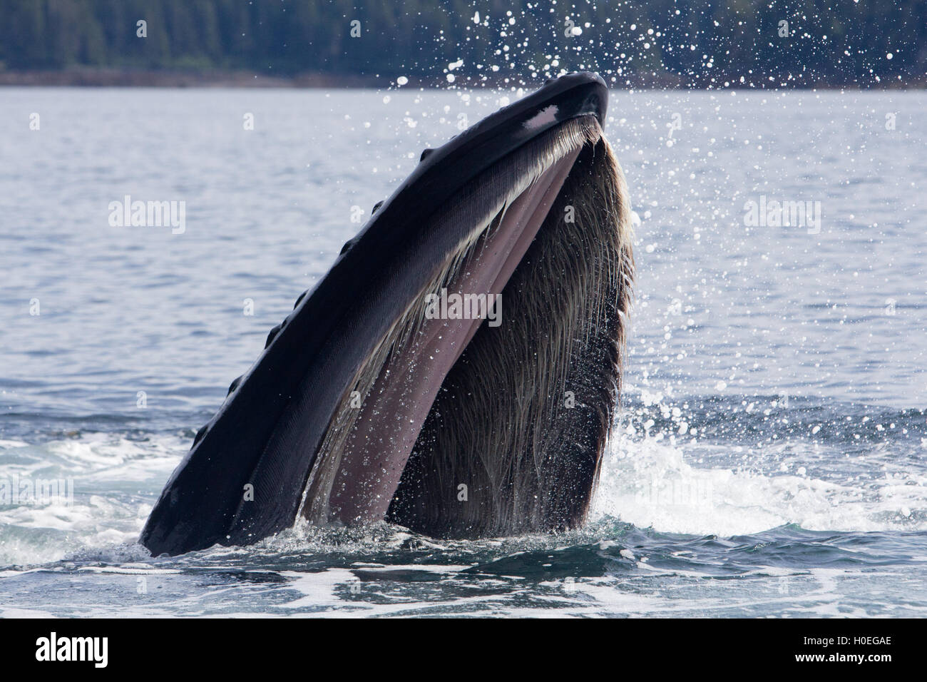 Mirando dentro de la boca de una ballena jorobada cuando se alimenta en el sureste de Alaska Foto de stock