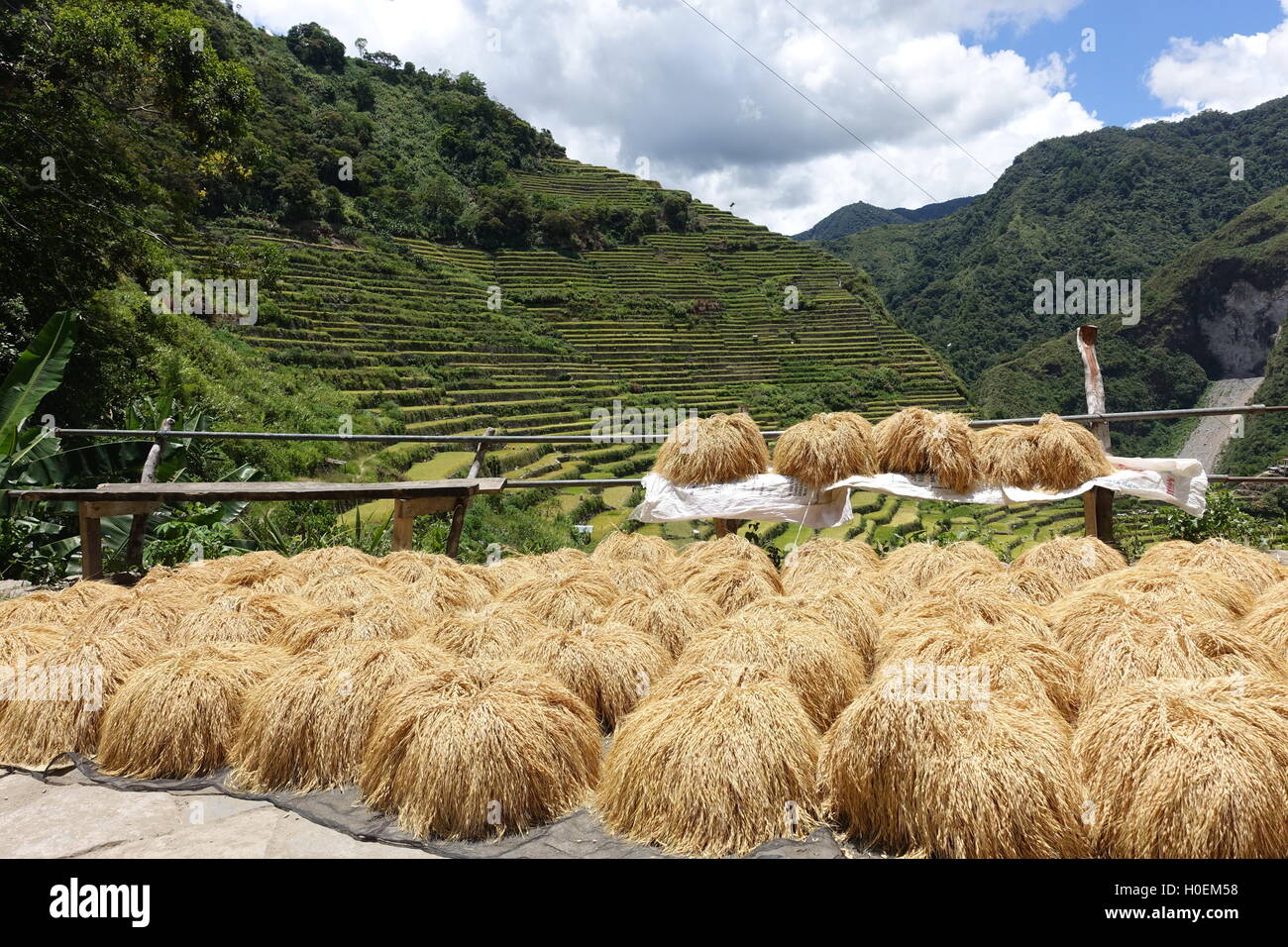 Paquetes de arroz dorado secado al sol con terrazas de arroz de Banaue