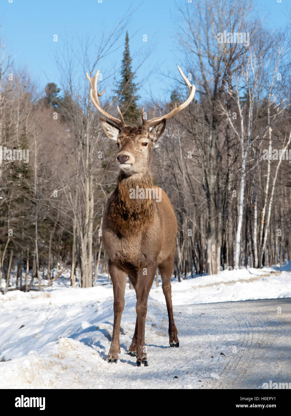 Hembra de ciervo rojo en el invierno Foto de stock