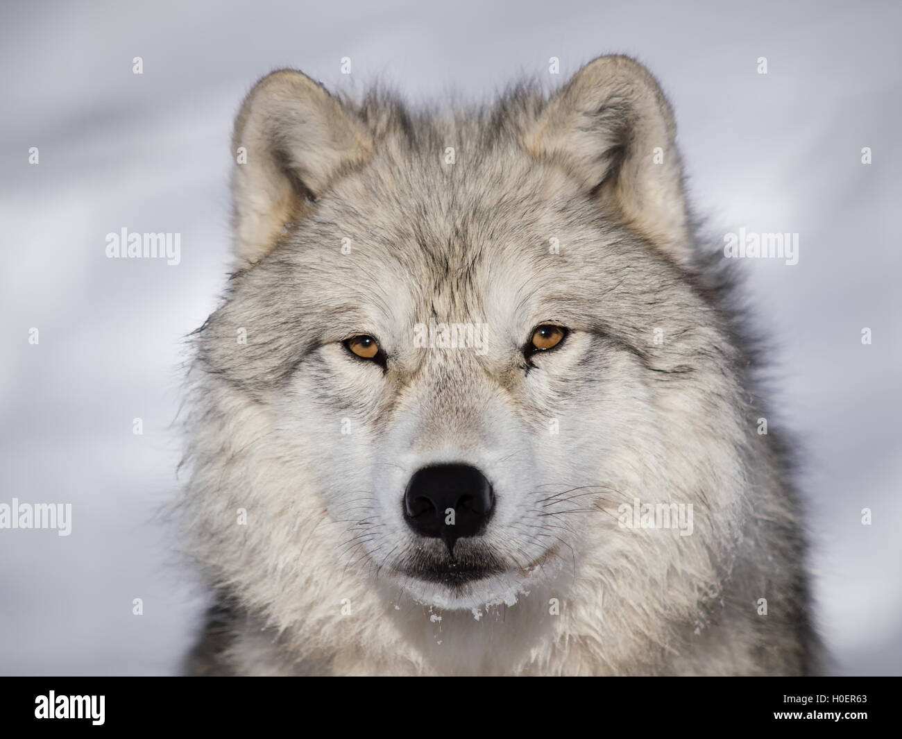 Macho alfa lobo ártico mirando en la nieve Foto de stock