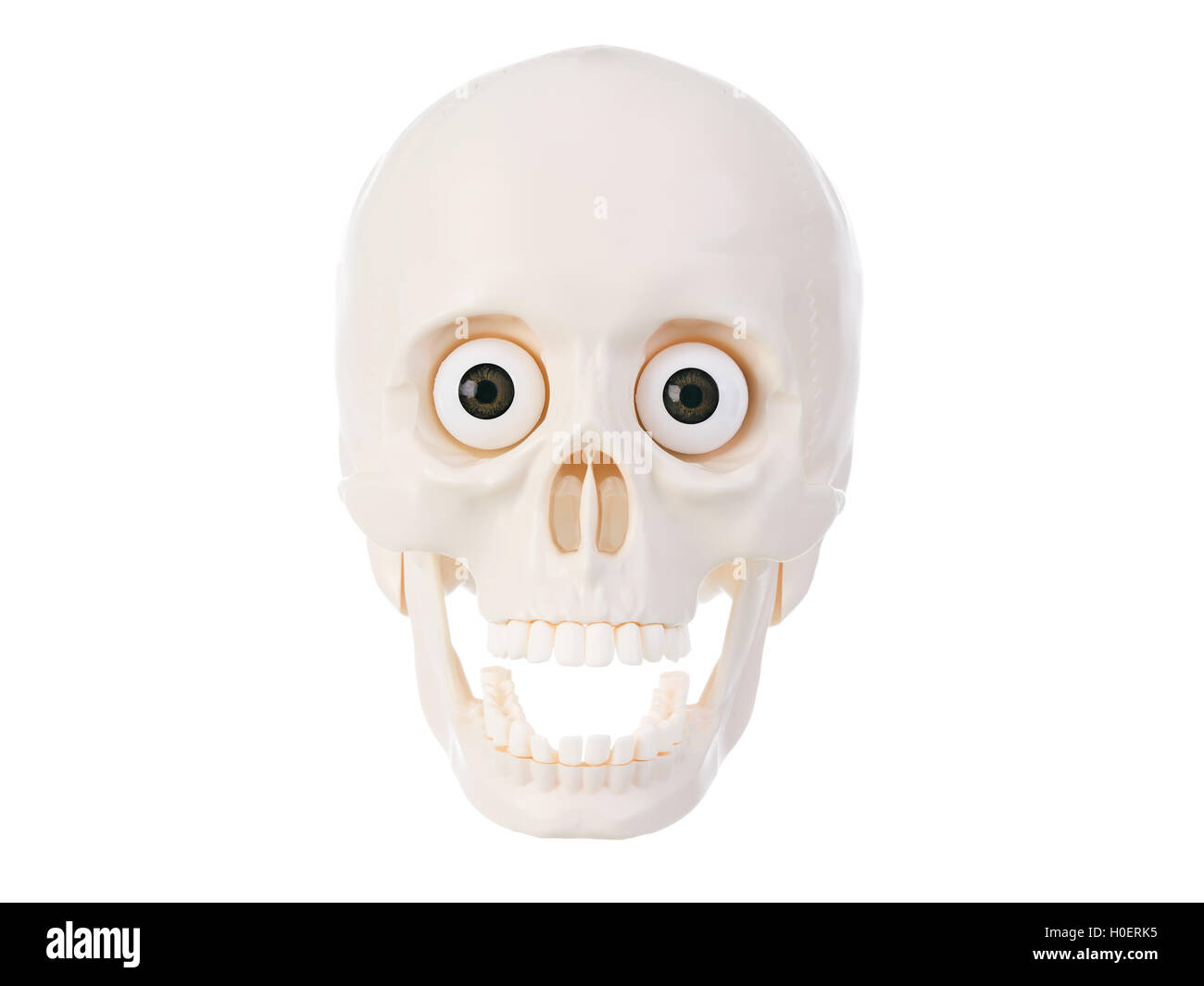 Cráneo humano de plástico aislado sobre fondo blanco. Foto de stock