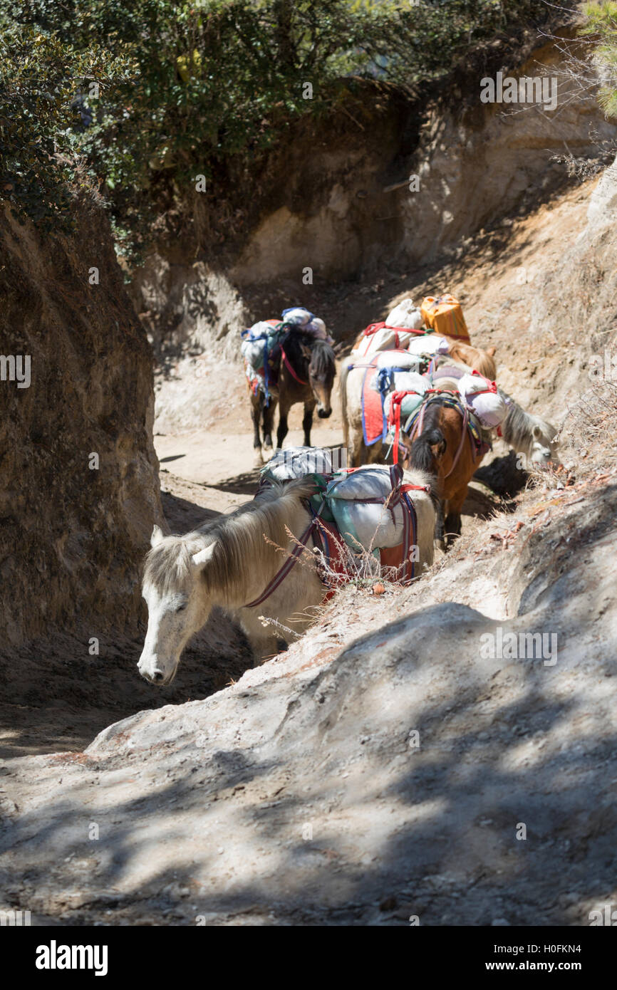 Pack caballos transporta cemento hasta el monasterio de Tiger's Nest, cerca de Paro, Bhután Foto de stock