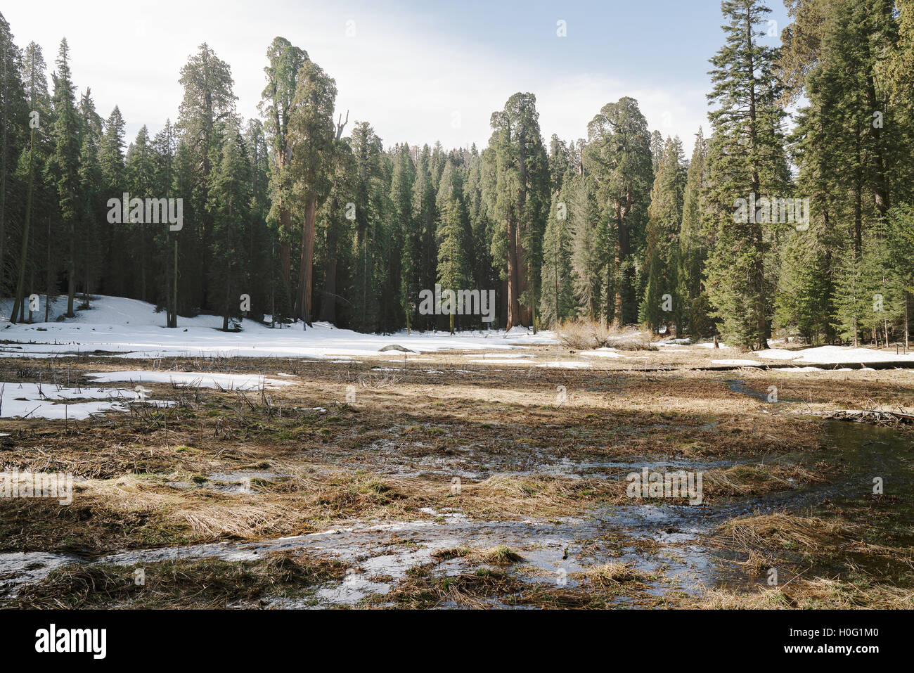 Un pequeño arroyo que corre a través del Parque Nacional de las secuoyas de California Foto de stock