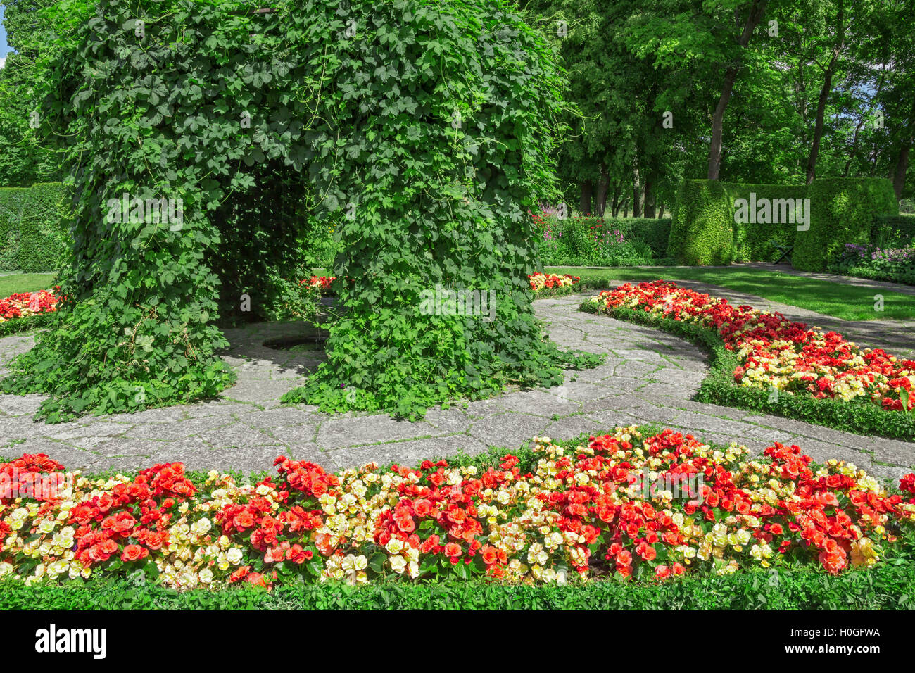 Begonia sueca fotografías e imágenes de alta resolución - Alamy