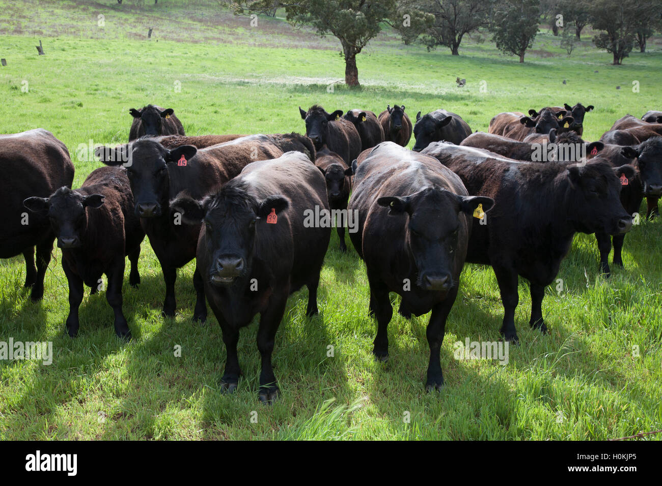 El pastoreo de ganado Angus negra sobre los verdes pastos de Nueva Gales del Sur, Australia Foto de stock