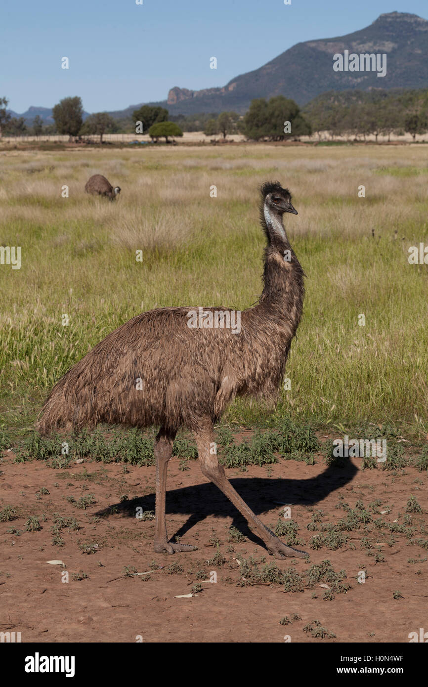 Ave no voladora Emu australiano de Nueva Gales del Sur, Australia Foto de stock