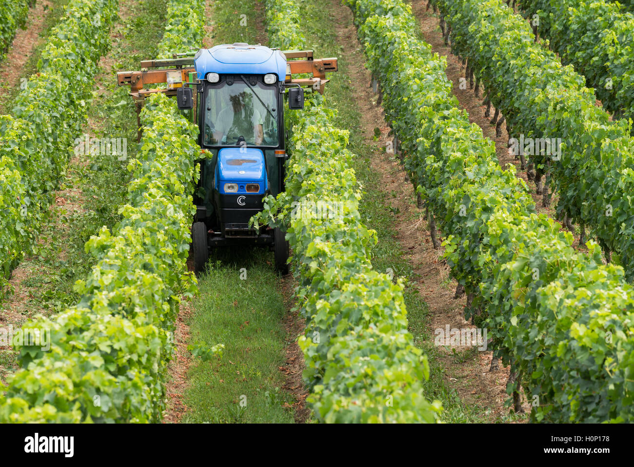 Tractor en el trabajo durante la cosecha en viñedo en St Emilion, región de vinos de Bordeaux de Francia Foto de stock