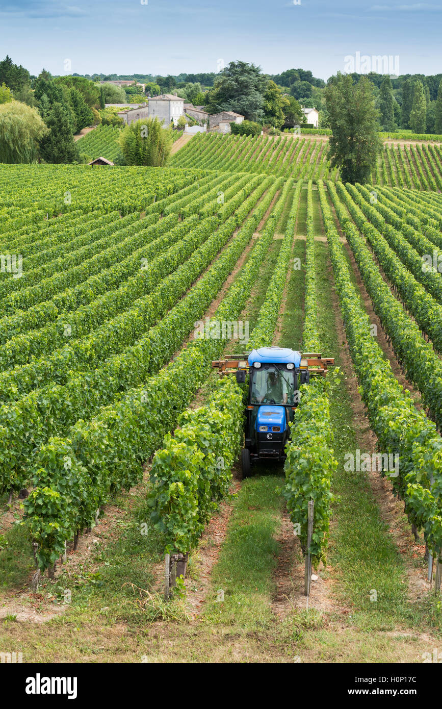 Tractor en el trabajo durante la cosecha en viñedo en St Emilion, región de vinos de Bordeaux de Francia Foto de stock