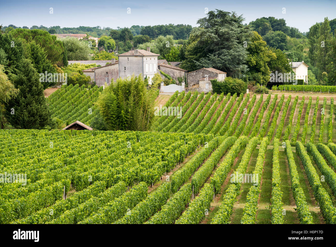 Tractor en el trabajo durante la cosecha en viñedo en St Emilion, región de vinos de Bordeaux de Francia Foto de stock