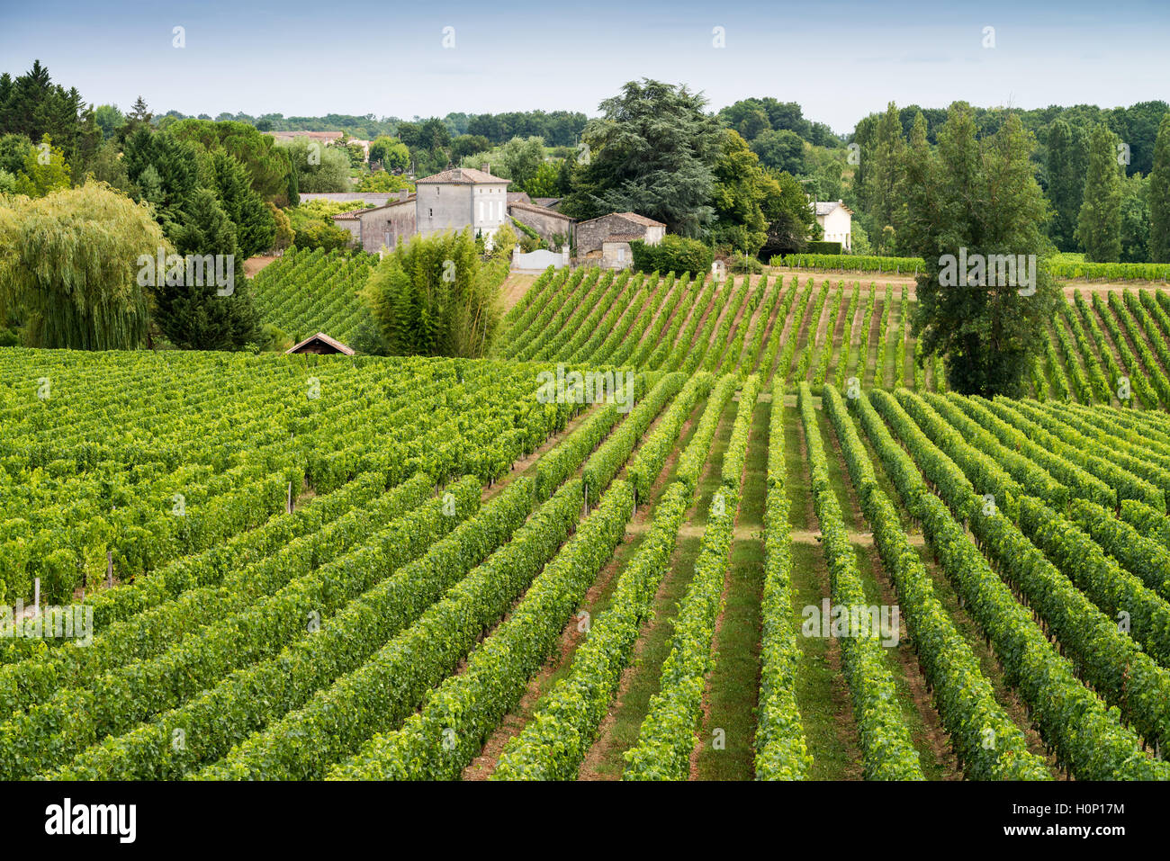 Tractor en el trabajo durante la cosecha en viñedo en St Emilion, región de vinos de Bordeaux de Francia Foto de stock