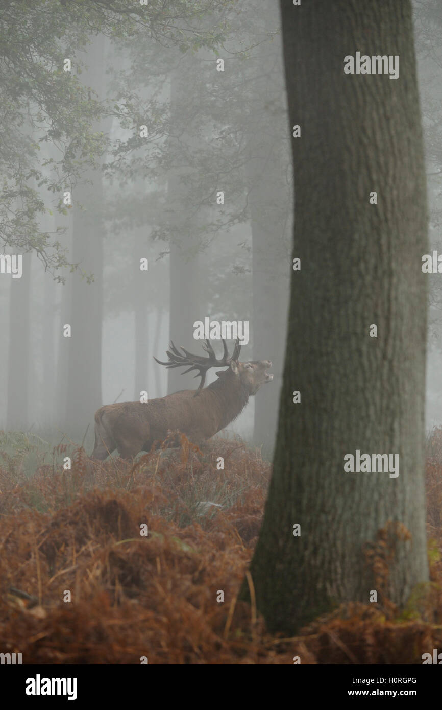 / Rothirsch ciervo rojo (Cervus elaphus ), potente stag, rugiendo en bosque nebuloso, surge entre colores otoñales helecho. Foto de stock