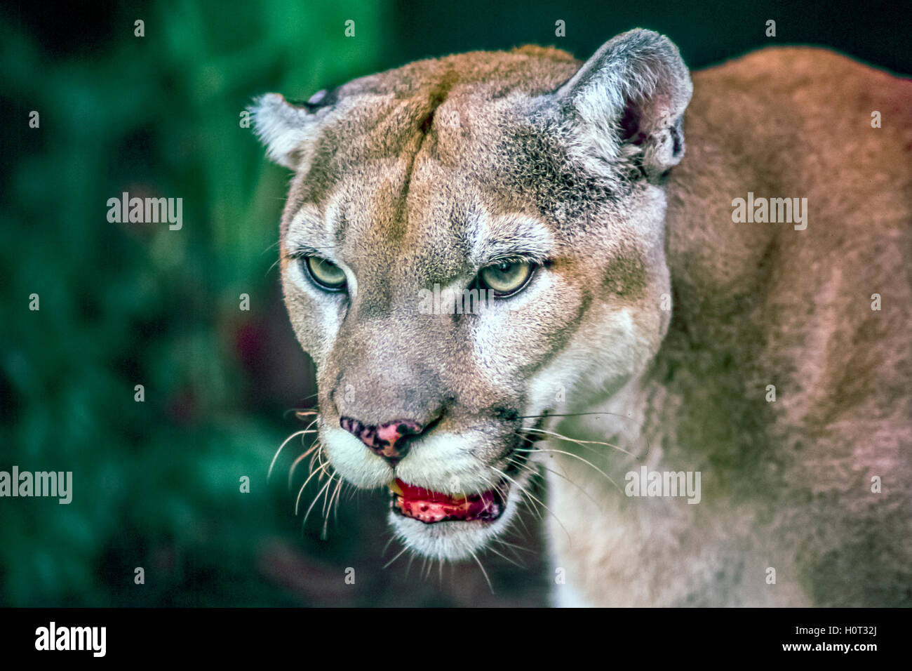 Puma, Puma concolor, también conocido comúnmente como el mountain lion, puma,  pantera o catamount Fotografía de stock - Alamy