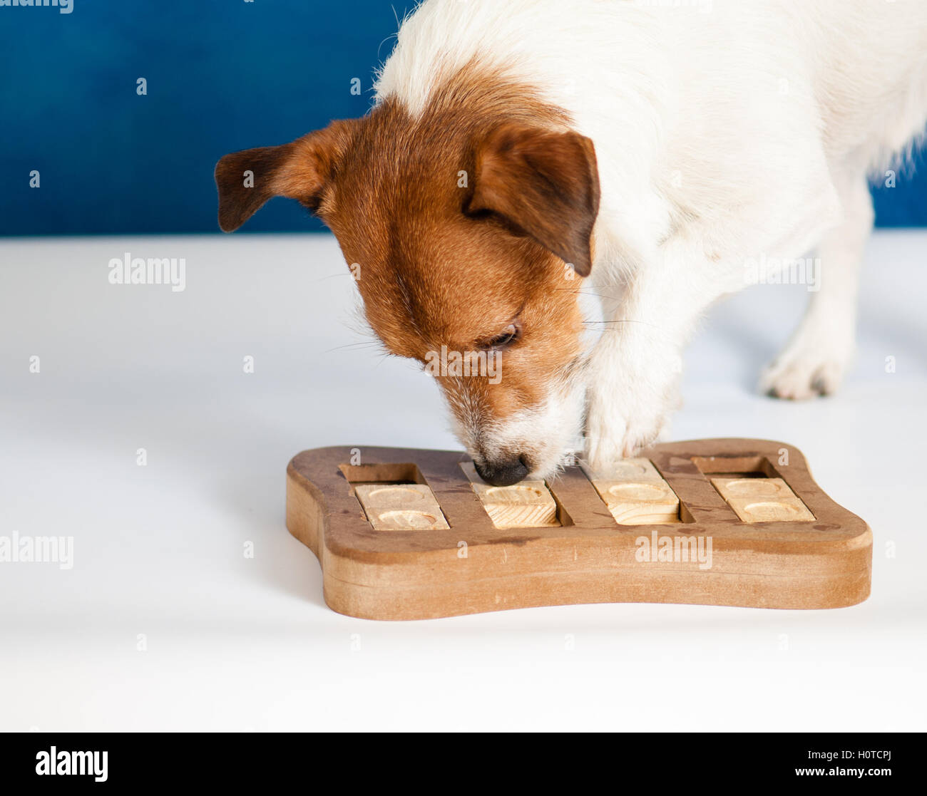 Perro inteligente jugando juego husmeadores inteligente Foto de stock
