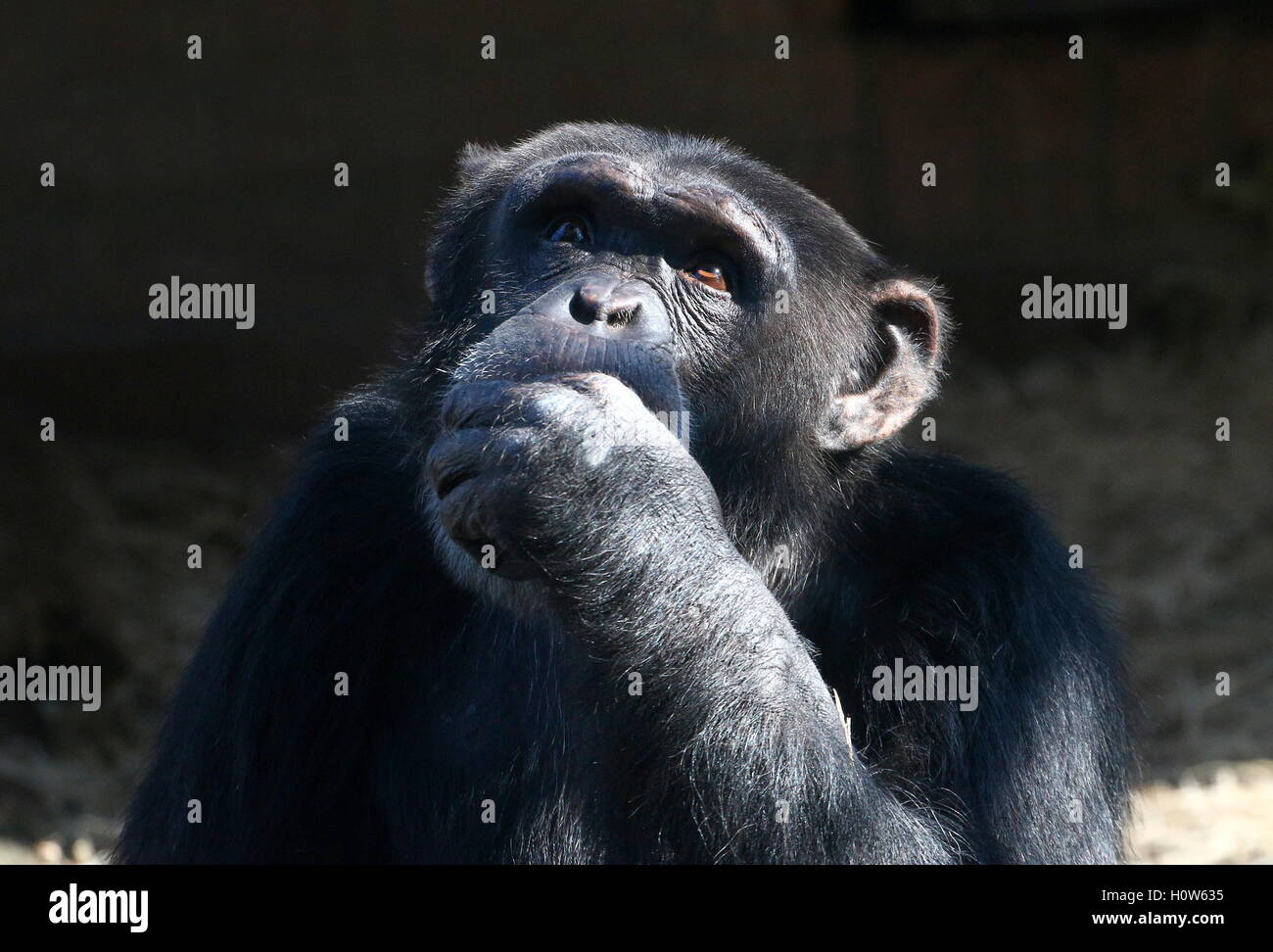Pensativo macho maduro chimpancé común (Pan troglodytes), consciente de los ojos Foto de stock