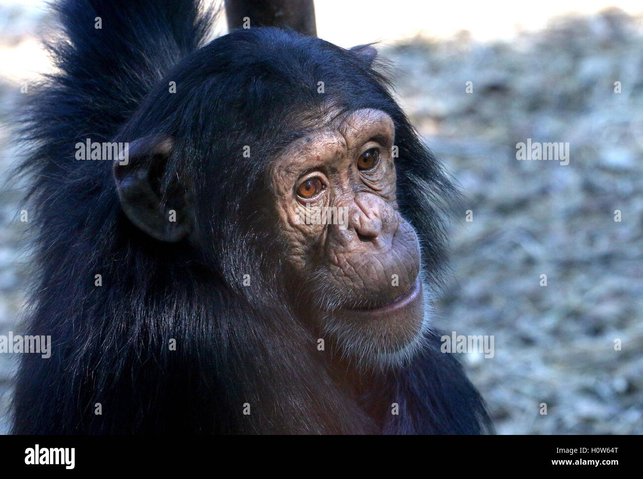 Macho joven chimpancé común (Pan troglodytes) Foto de stock