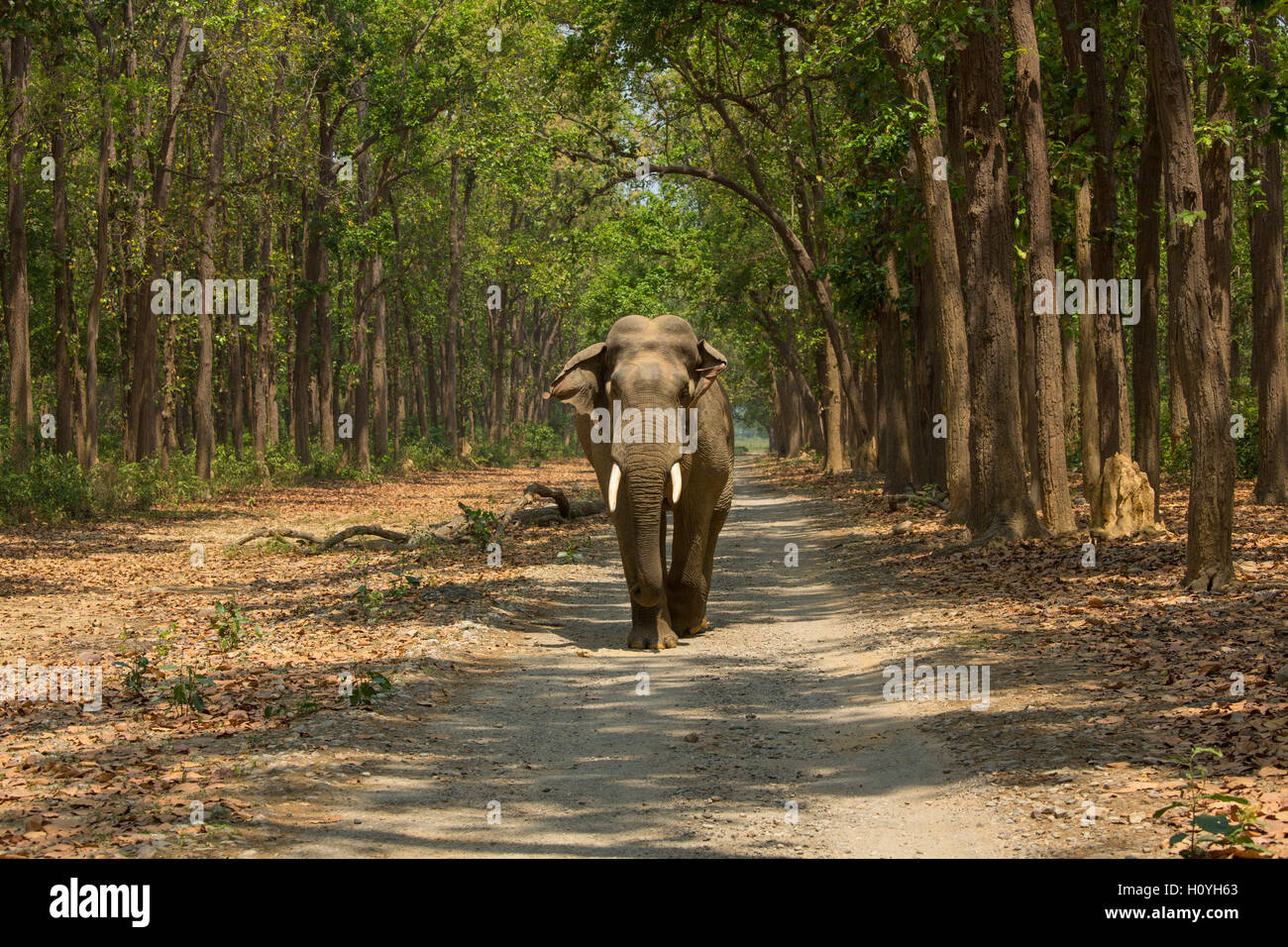 Elephant Safari caminando por la carretera - en el Parque Nacional de Corbett (India) Foto de stock