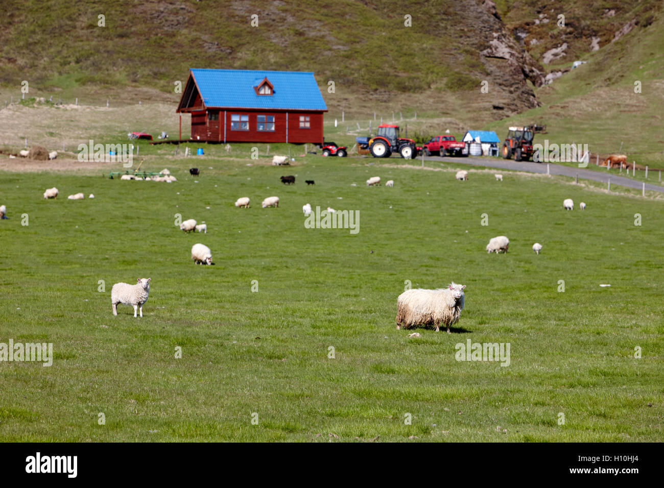 Pequeña granja de ovejas en Islandia Foto de stock