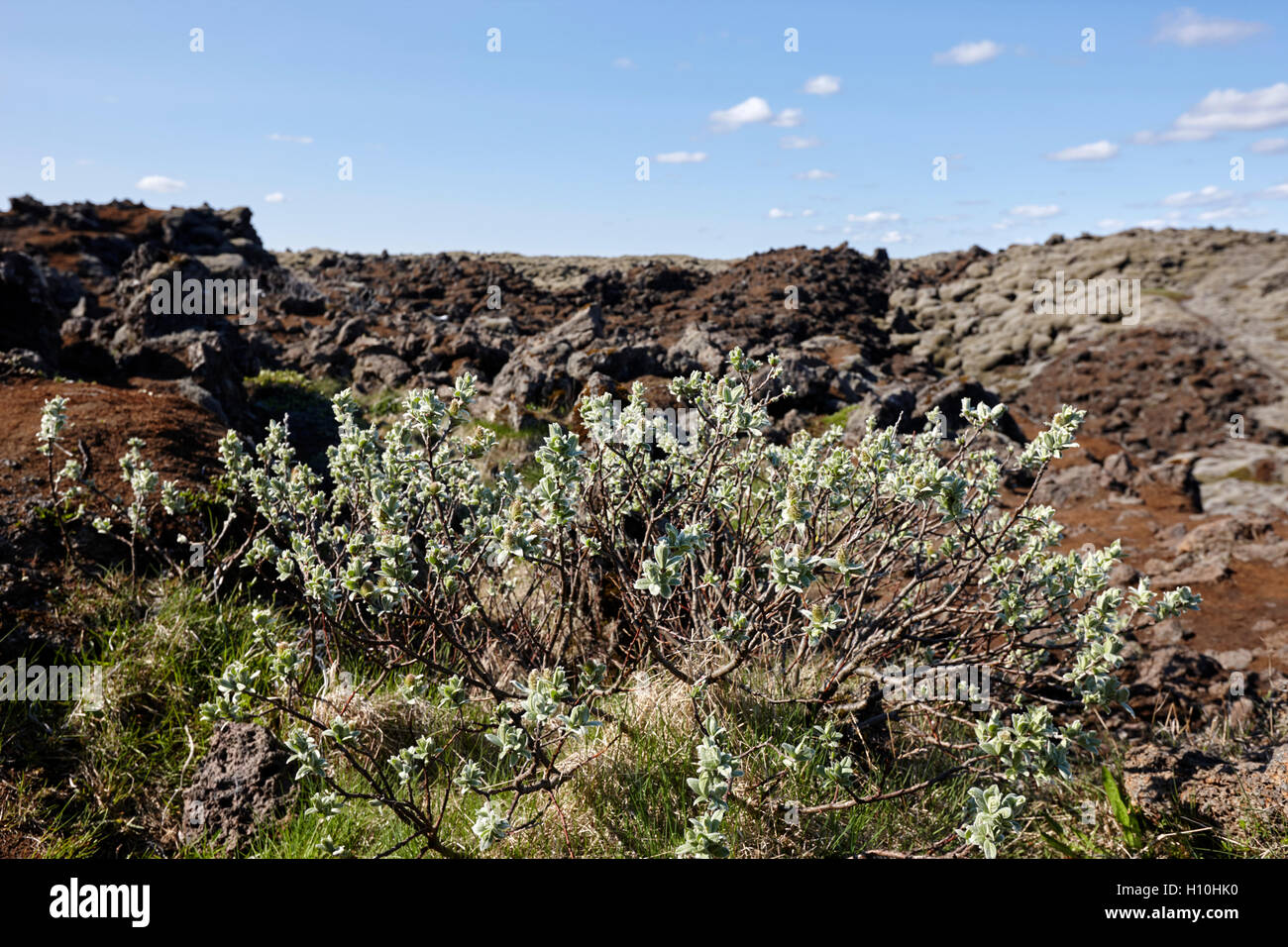 Matorrales y vegetación de musgo en campos de lava del sur de Islandia Foto de stock