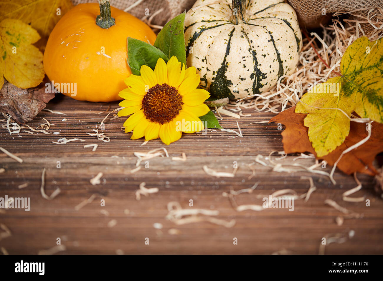 Fondo de Acción de Gracias con calabazas, hojas y girasol sobre una tabla de madera marrón Foto de stock
