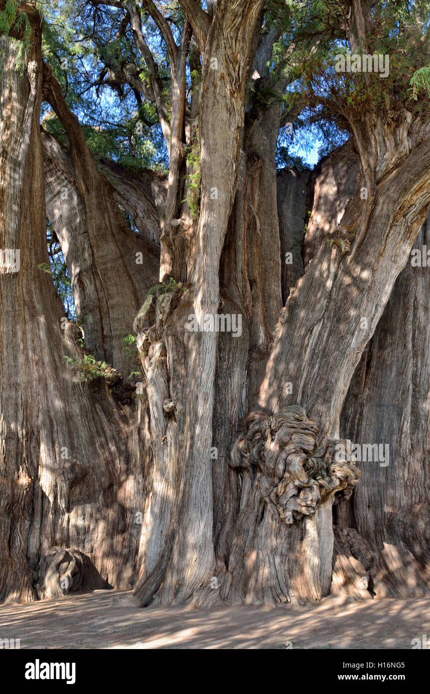 Arbol del Tule, Cipreses (Taxodium mucronatum), tronco, detalle, el árbol más grueso del mundo, Santa Maria del Tule, Oaxaca Foto de stock