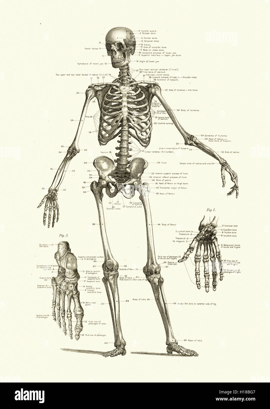 Esqueleto Humano, mostrando los huesos del cuerpo Foto de stock