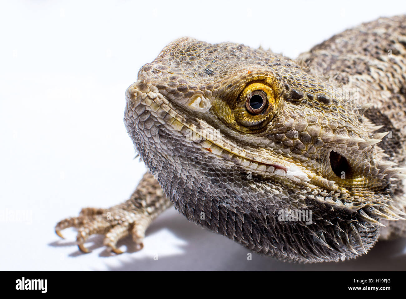 Dragón barbudo macho Foto de stock