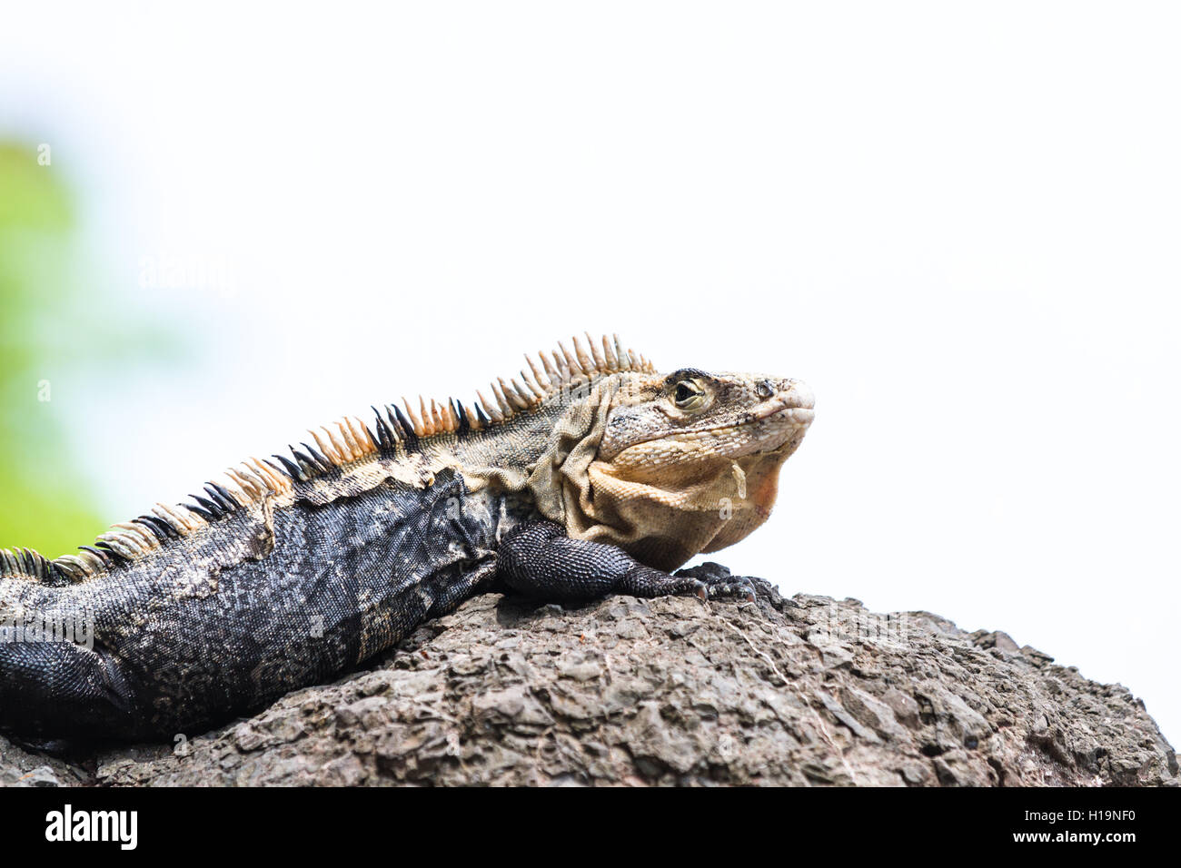 Gran garrobo o iguana, en el Pacífico central de Costa Rica disfrutando del sol Fotografía de