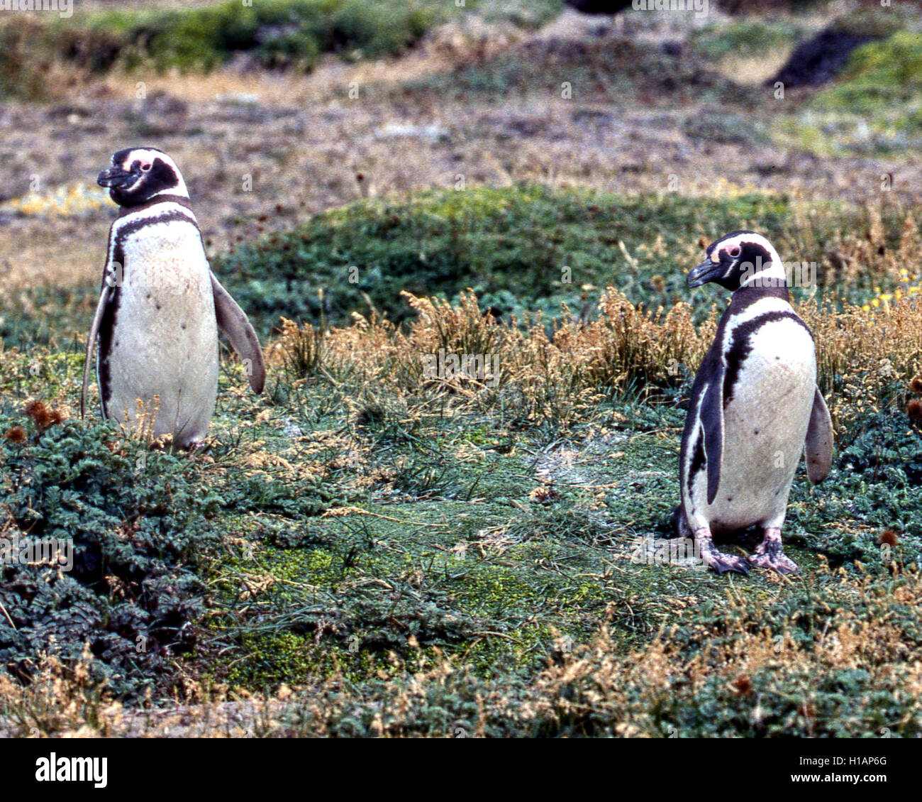 Región de Magallanes, Chile. 22 Feb, 2003. Una pareja de pingüinos de Magallanes (Spheniscus magellanicus) en la Reserva Pingüino Otway Sound en Chile, a 40 millas (65km) de la ciudad de Punta Arenas. Una popular atracción turística, los pingüinos volver allí cada año para la época de apareamiento. Fueron nombradas después de explorador portugués Fernando de Magallanes, quien descubrió a los pájaros en 1520. © Arnold Drapkin/Zuma alambre/Alamy Live News Foto de stock
