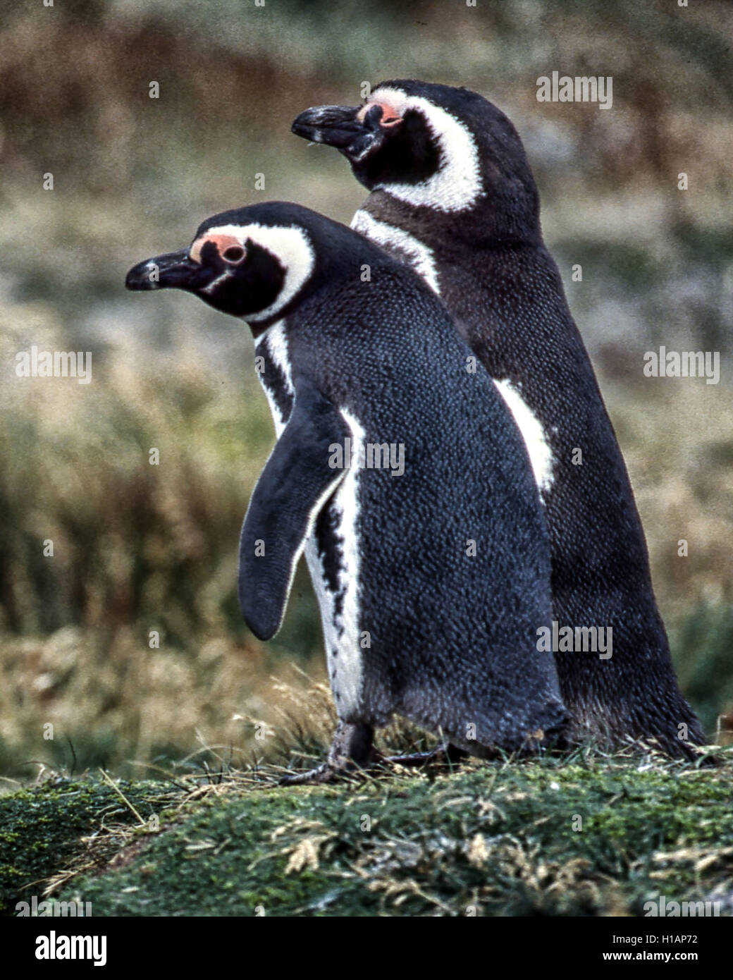 Región de Magallanes, Chile. 22 Feb, 2003. Una pareja de pingüinos de Magallanes (Spheniscus magellanicus) en la Reserva Pingüino Otway Sound en Chile, a 40 millas (65km) de la ciudad de Punta Arenas. Una popular atracción turística, los pingüinos volver allí cada año para la época de apareamiento. Fueron nombradas después de explorador portugués Fernando de Magallanes, quien descubrió a los pájaros en 1520. © Arnold Drapkin/Zuma alambre/Alamy Live News Foto de stock