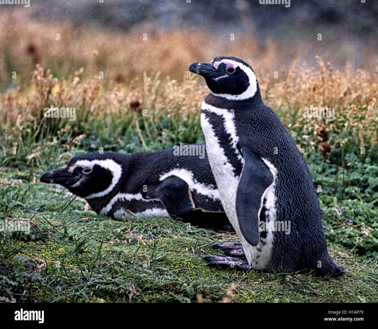Febrero 22, 2003 - Región de Magallanes, Chile - un par de pingüinos de Magallanes (Spheniscus magellanicus) en la Reserva Pingüino Otway Sound en Chile, a 40 millas (65km) de la ciudad de Punta Arenas. Una popular atracción turística, los pingüinos volver allí cada año para la época de apareamiento. Fueron nombradas después de explorador portugués Fernando de Magallanes, quien descubrió a los pájaros en 1520. (Crédito de la Imagen: © Arnold Drapkin via ZUMA Wire) Foto de stock