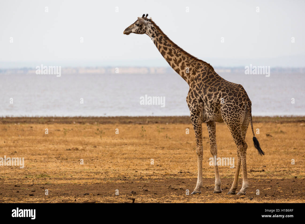 Jirafa (Giraffa Masai silvestres tippelskirchi) Foto de stock