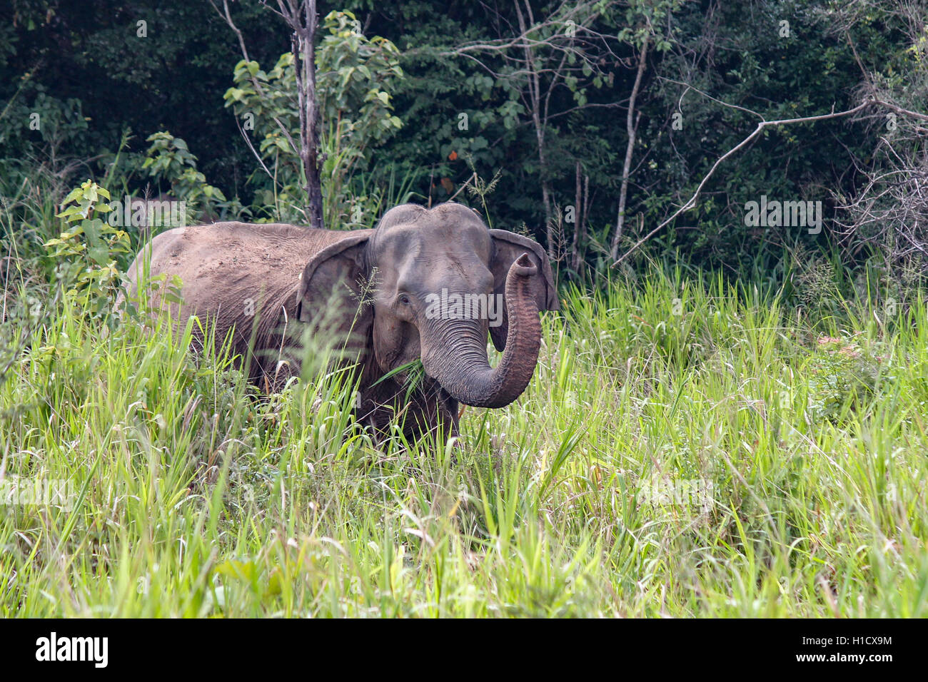 Subespecie del elefante asiático, el elefante de Sri Lanka (Elephas maximus maximus) Levantamiento de tronco Foto de stock