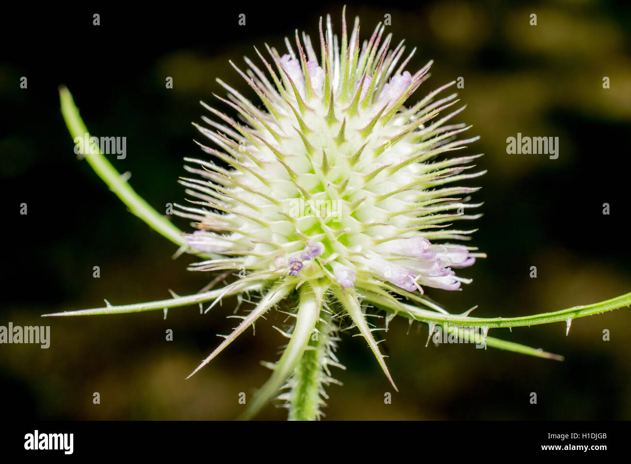 Una macro closeup de una flor de cardo. Foto de stock
