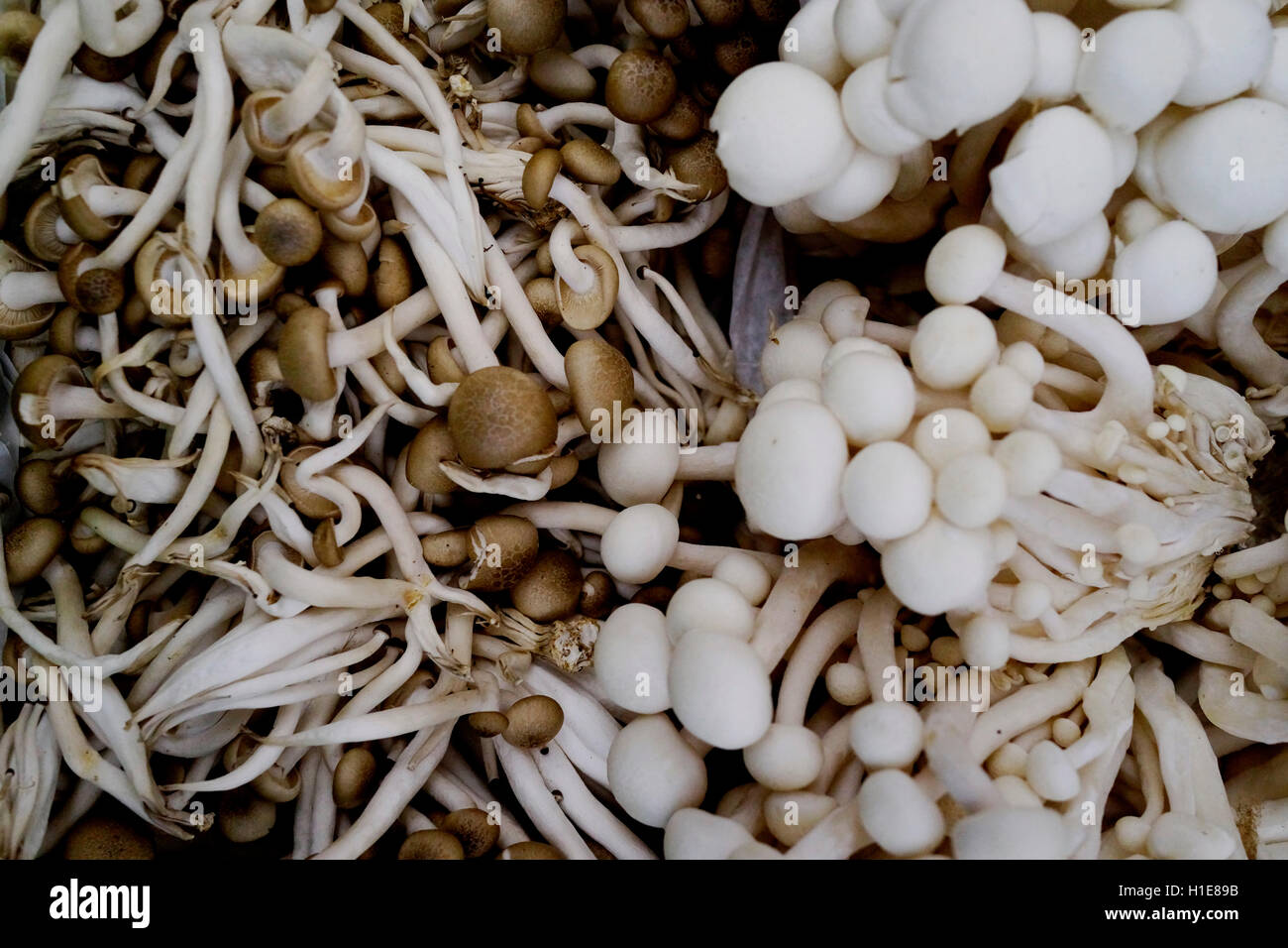 Concha blanca de Alba o hon-shimeji o haya de hongos, en el mercado de los granjeros. Grupo de hongos Foto de stock