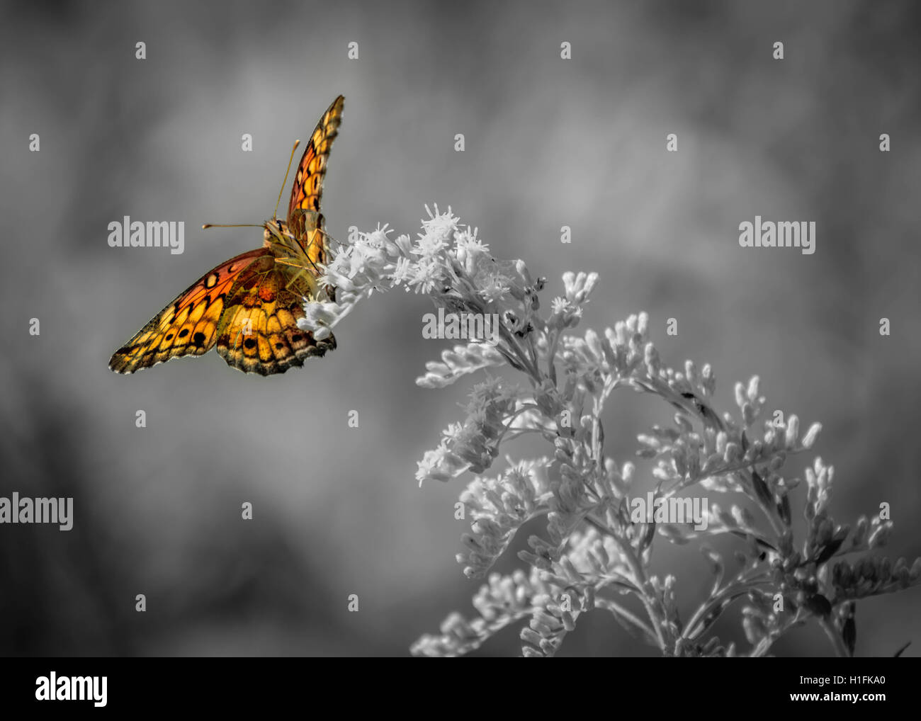 Mariposa Monarca naranja sobre fondo blanco y negro Foto de stock