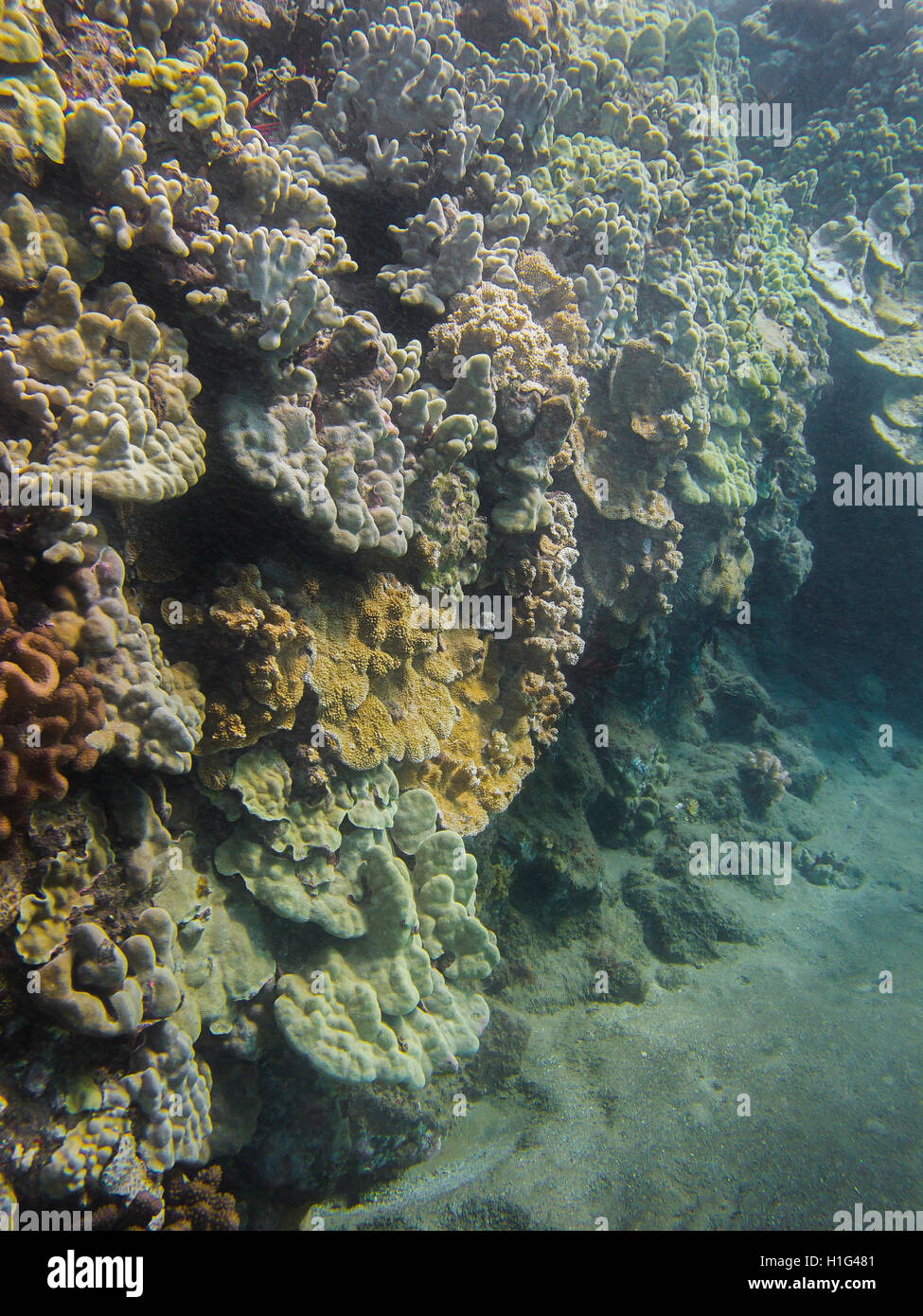 Colorido coral Foto de stock