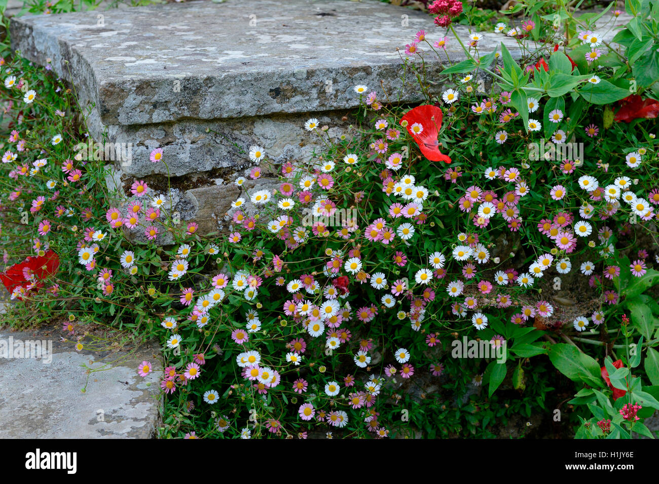 Spanisches Gaensebluemchen, Erigeron karvinskianus Foto de stock