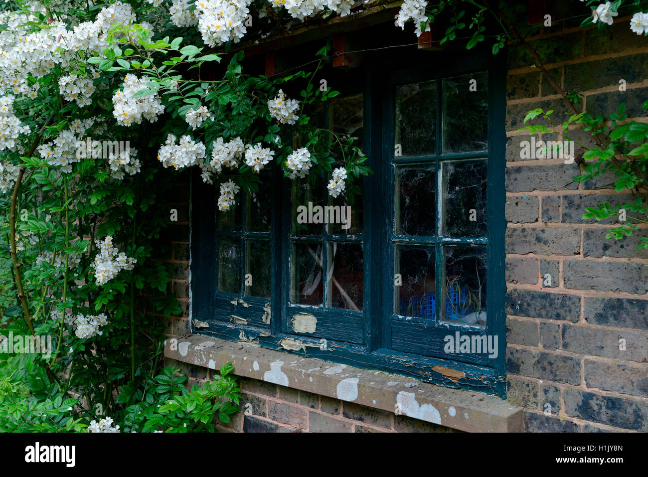 Weisse Kletterrose una Haus mit altem Fenster Foto de stock