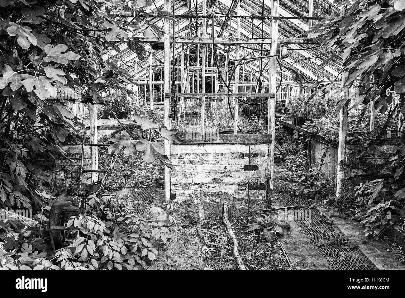 Hermosa y antigua época victoriana invernadero ro izquierda ruina en antiguo jardín inglés en blanco y negro Foto de stock