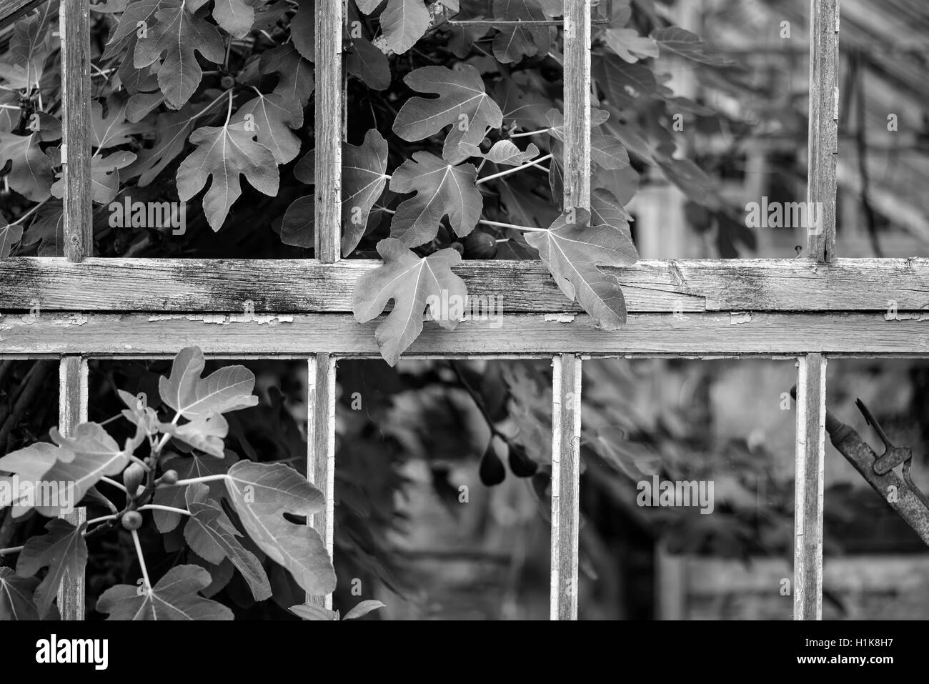Hermosa y antigua época victoriana gases de izquierda a la ruina en el antiguo jardín inglés en blanco y negro Foto de stock
