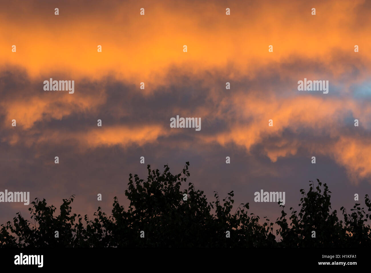 Un amanecer sobre los árboles, Inglaterra, Reino Unido. Foto de stock