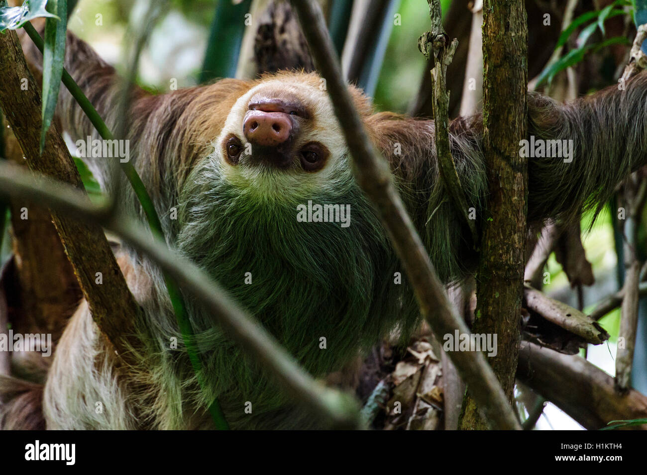 Linneo dos dedos cada sloth (Choloepus didactylus), Puerto Viejo de Sarapiquí, Heredia, Costa Rica Foto de stock