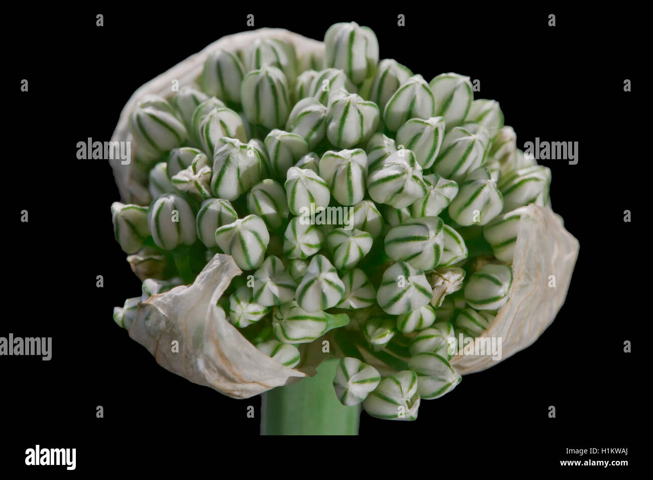 Inflorescencia de cebolla (Allium cepa) Foto de stock
