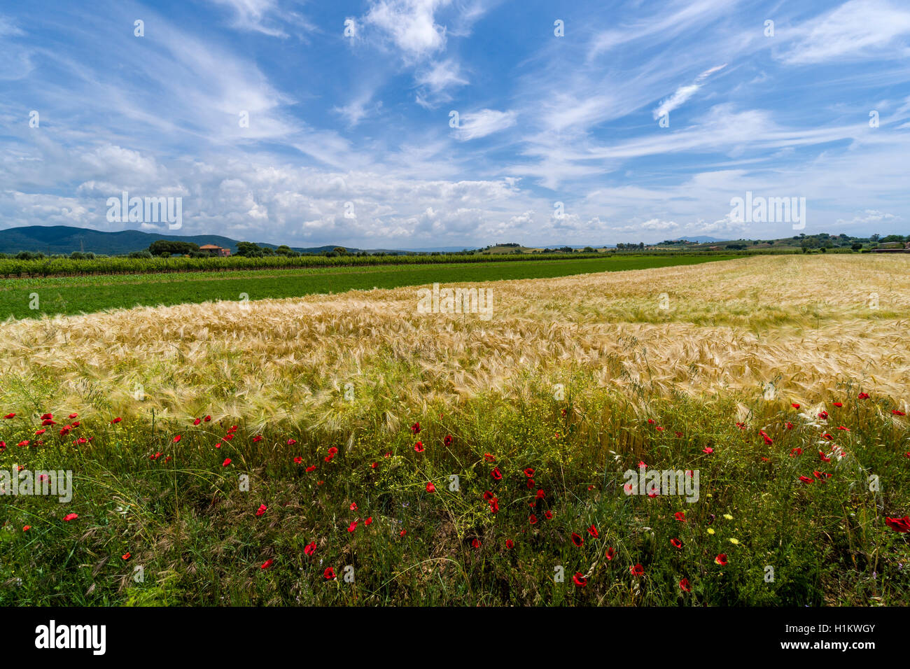 Típica Toscana verde paisaje con colinas, viñedos, amapolas, grano de campo, granja y azul, cielo nublado Foto de stock