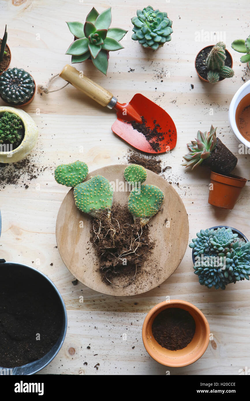Trasplante , cactus Opuntia microdasys, woode Foto de stock