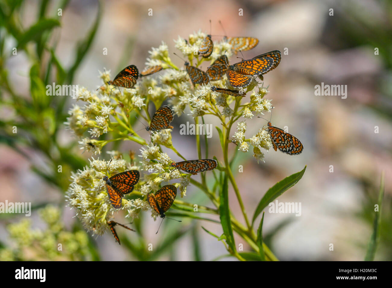 Un grupo de diminutas mariposas (Dymasia Checkerspot nectaring dymas) de flores blancas, Arizona, Estados Unidos Foto de stock