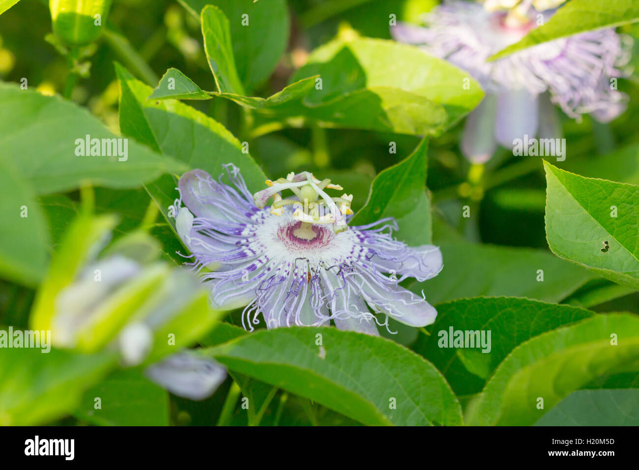 Pasionaria púrpura / violeta de la Flor de vid de la pasión (Passiflora incarnata), Indiana, Estados Unidos Foto de stock