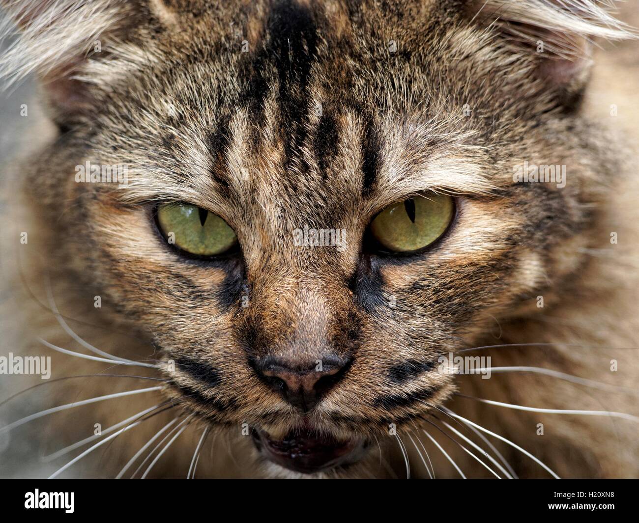 Ojos de gato con una mirada. Foto de stock
