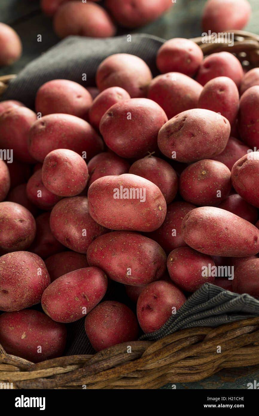 Materias orgánicas patatas rojas listo para cocinar Foto de stock