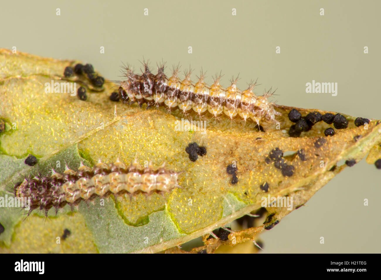 Elf Microtia elva Ruby Road, Santa Cruz County, Arizona, Estados Unidos de América el 17 de septiembre de larvas de segundo instar en Fournwo peludas Foto de stock
